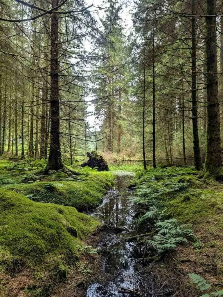 Stream running through the Whinlatter forest trail