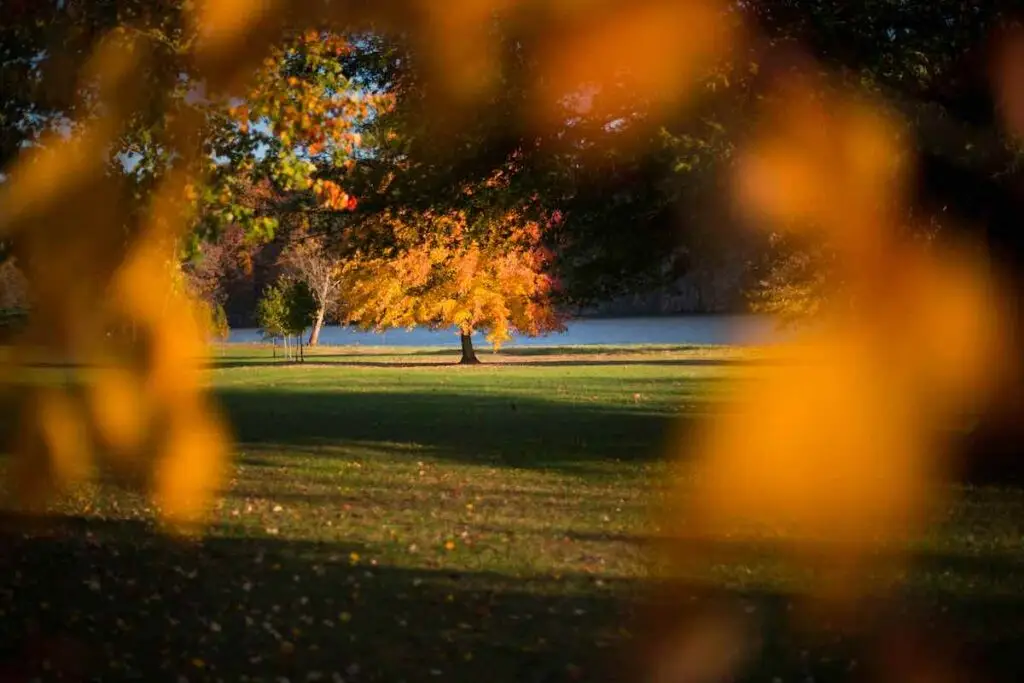 Trees in a park in autumn