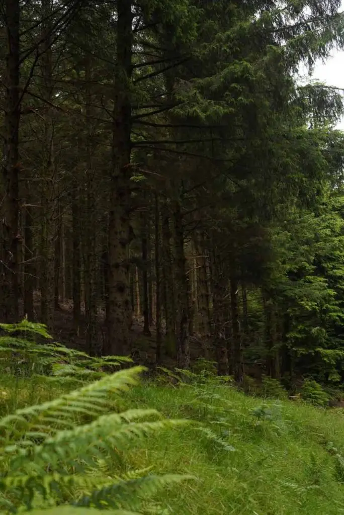 Trees in lush woodland