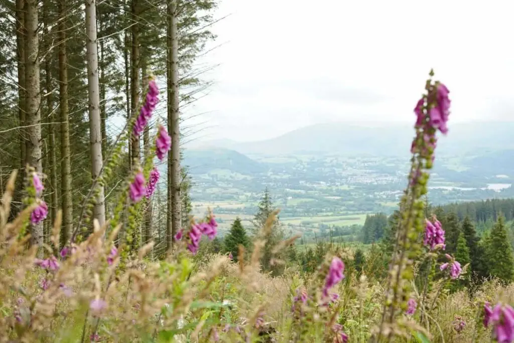 Views of the Lake District from Whinlatter Forest