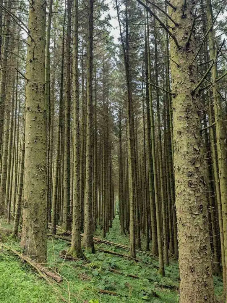 Woodland in perfect symmetry