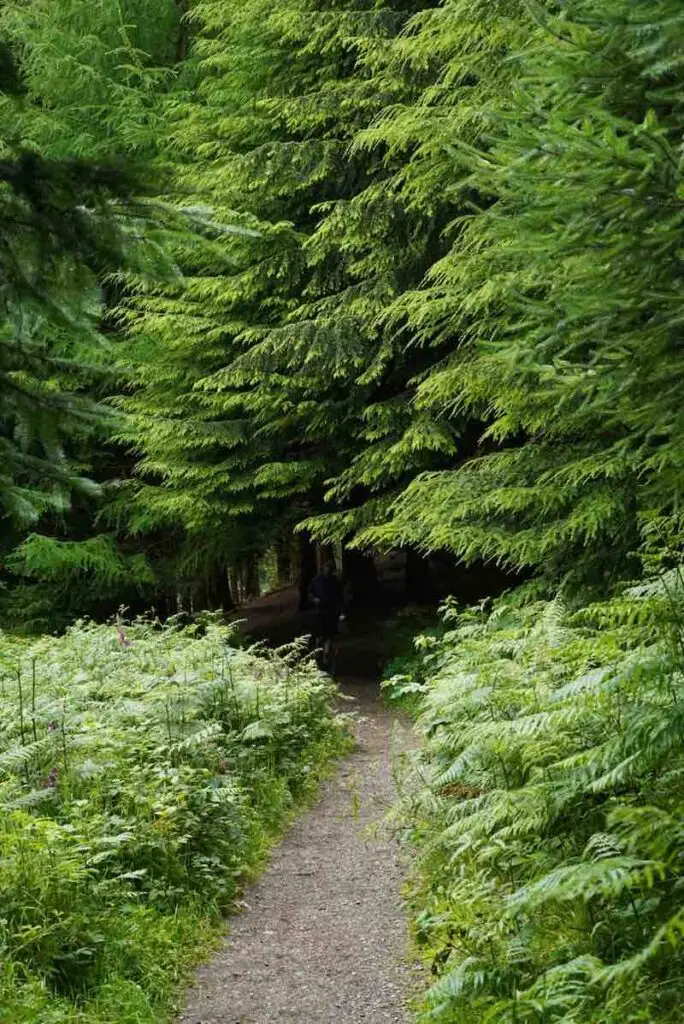 Woodland trail running path