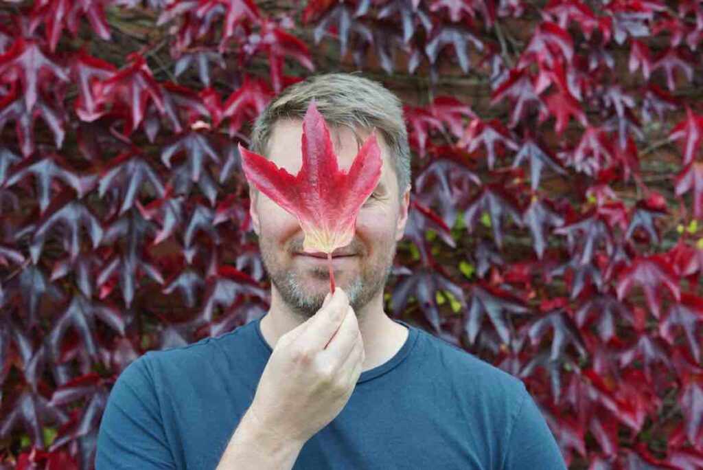 A deep red leaf of Boston Ivy held up to face