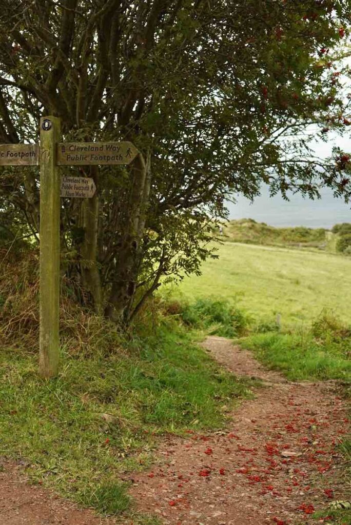 Berries on the ground of the Cleveland Way