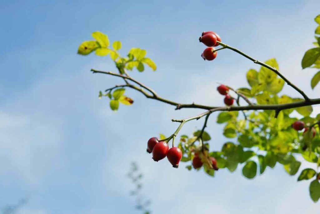 Hawthorn berries (Crataegus monogyna) against a blue sky