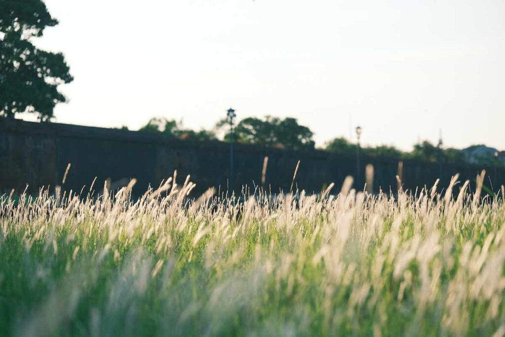 Running through a field with good light