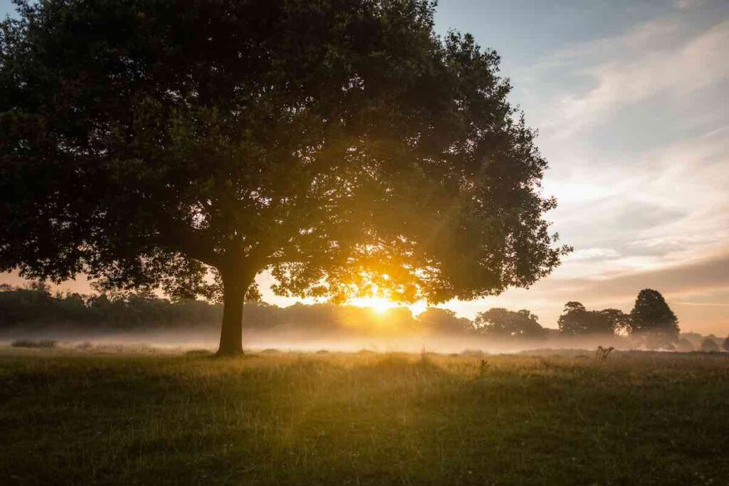 Sun light in autumn mist with a large tree