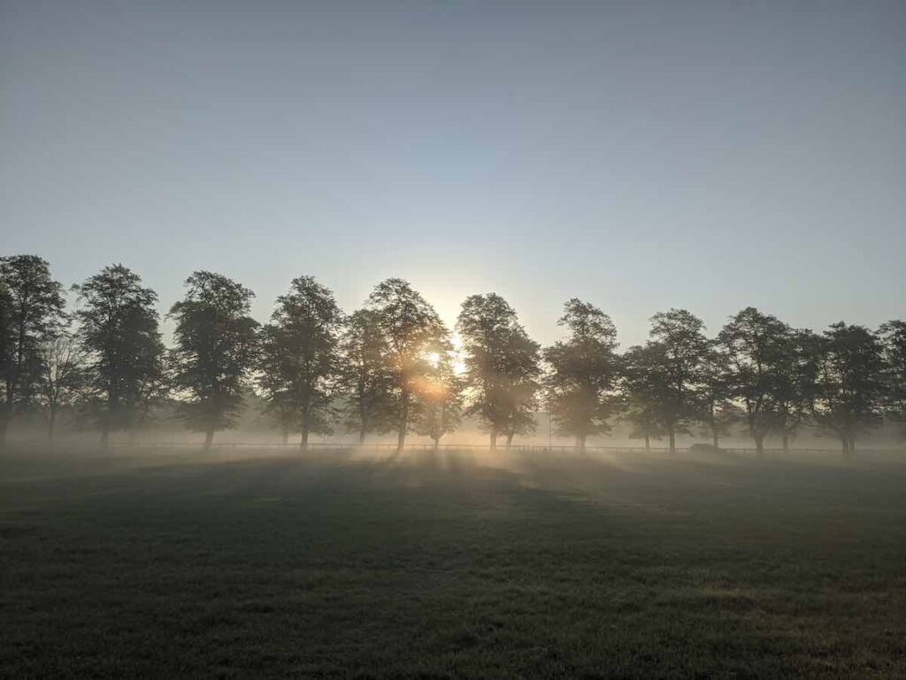 Sun light through mist and trees