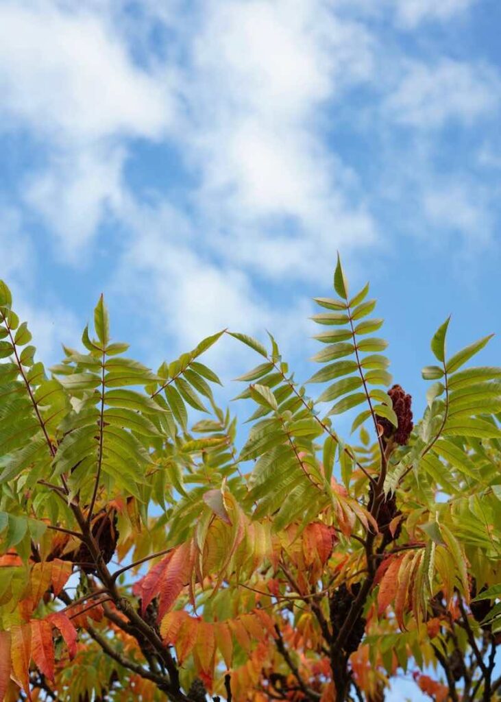 The changing color of leaves in fall against a blue sky