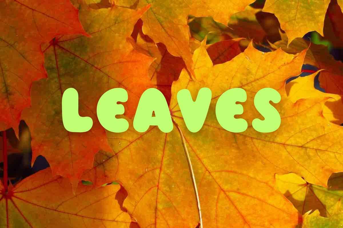 The joy of leaves - rusty colored leaves in fall