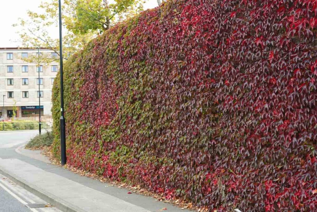 Wall of Boston Ivy leaves when running in fall