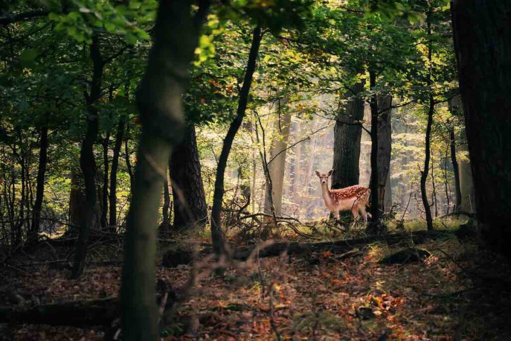 Lone deer in a forest looking at the camera