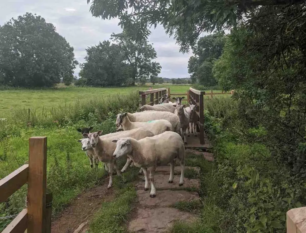 Hadrians Wall sheep diversion while running the trail