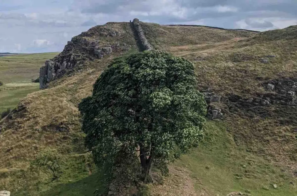 Sycamore Gap Robin-Hoods Tree on the Hadrians Wall route before it was chopped down